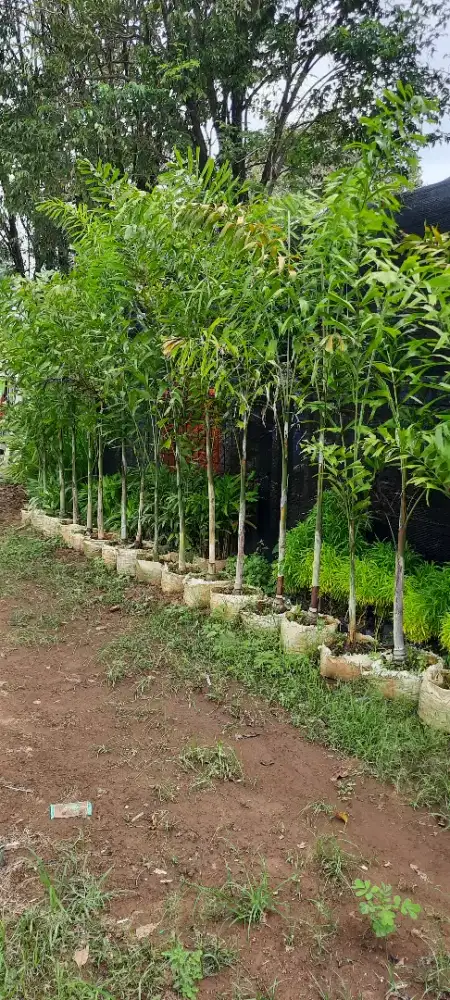 Bunga hias dan Rumput hias