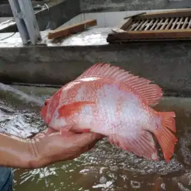 Amanah Olshope induk ikan nila merah