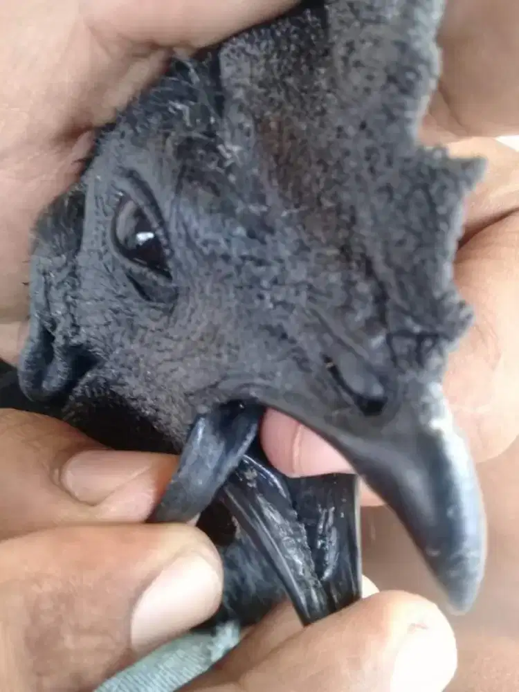 Ayam cemani Lidah hitam Dewasa