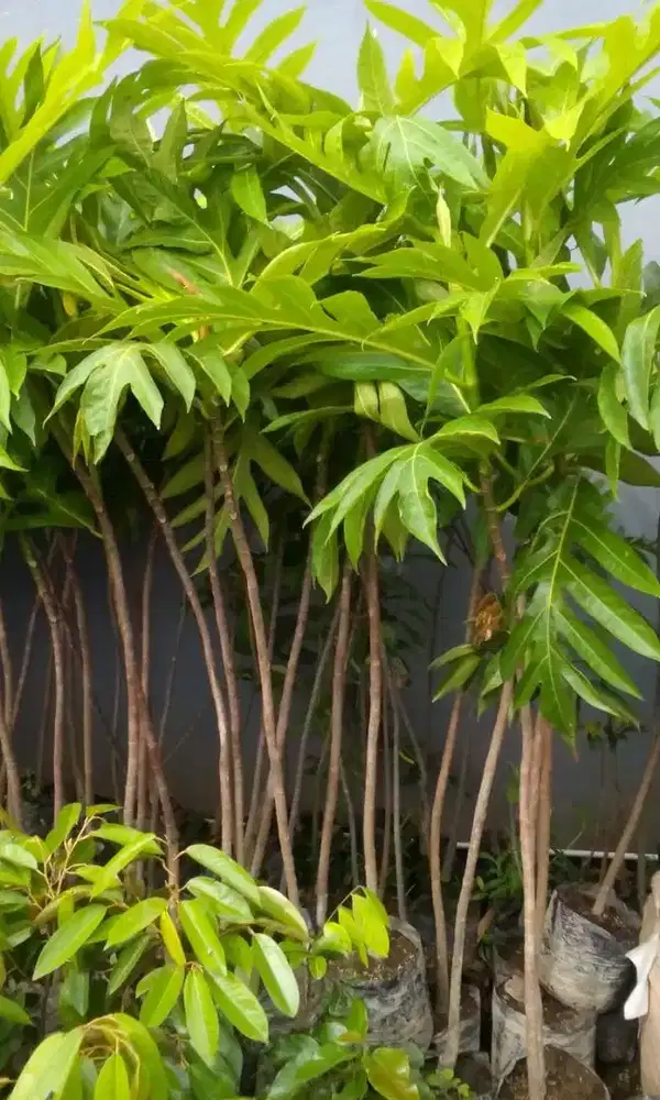 Grosir aneka bibit buah harga murah