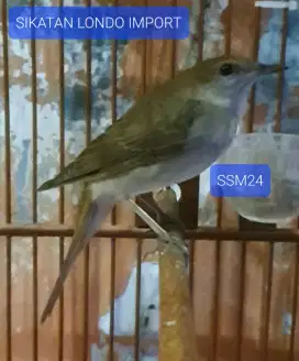 Burung SL Asli Import Untuk Masteran Murai,Dll Istimewa Sultan