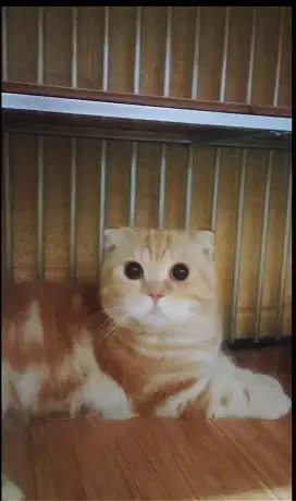 Pacak kucing Munchkin Gaelic fold (harga promo)