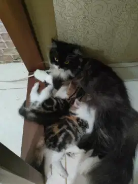 Kucing calico/super kembang telon 3 warna jantan