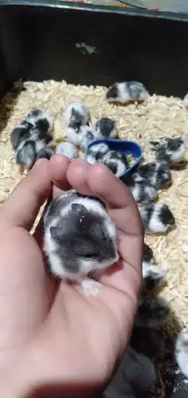 Hamster Campbell