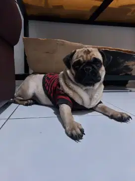 PUG REMAJA SIZE EXTRA SMALL