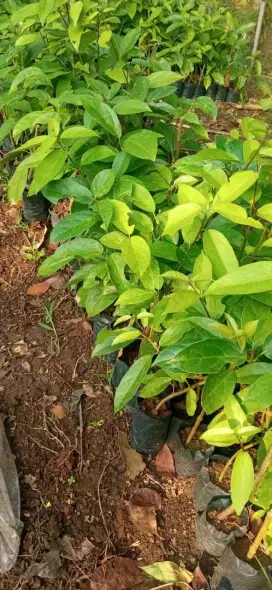 BIBIT CINCAU/POHON CINCAU/BIBIT CINCAU PERDU/POHON CINCAU PERDU