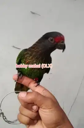Burung aru hijau jinak total aman istimewa