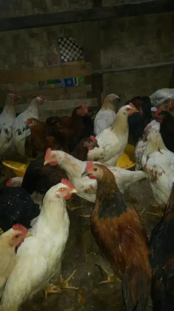 Ayam kampung siap potong