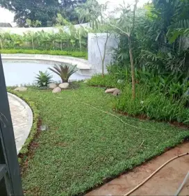Tukang Taman Rumput Permeter