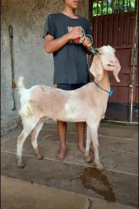 Kambing Aqiqah dan Domba Qurban / Kambing Murah