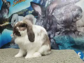 Kelinci holland lop betina dewasa murah.proven.
