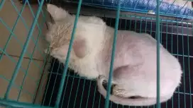 Salon Kucing dan perawatan kulit