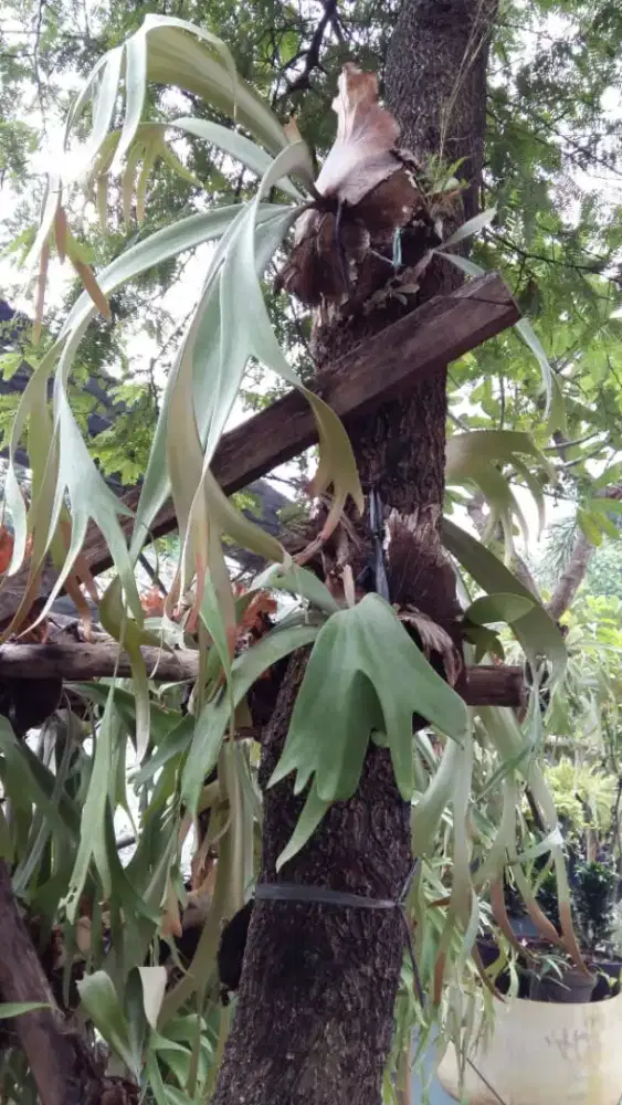 Pohon hias tanduk rusa/ KADAKA