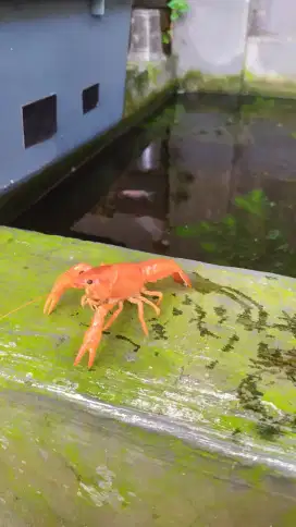 Lobster Hias Clarkii (Red Marlboro)