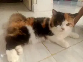 Persia belang tiga betina