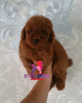 Red poodle good quality