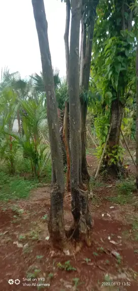 Pohon pule tunggal dan bruping
