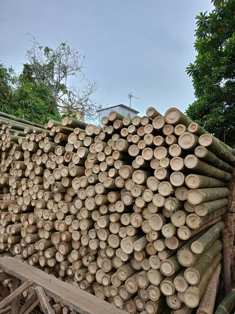 BAMBU STEGER SUPER DAN KASO
