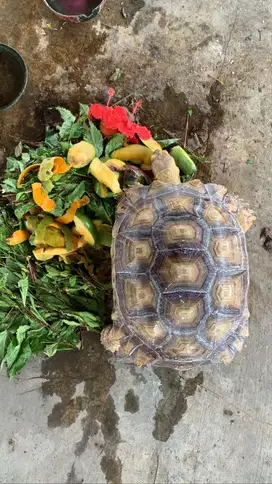 Kura Kura Darat Sulcata Tortoise Possible Female 35cm+