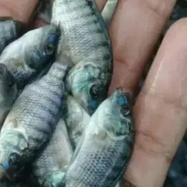 Amanah Olshope bibit ikan nila hitam berkwalitas