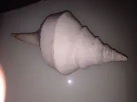 Cangkang Kerang Terompet Besar Murah