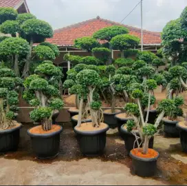 Pohon bonsai beringin Korea