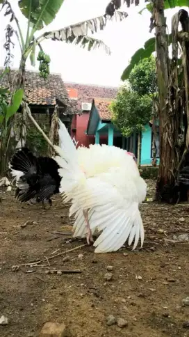 Kalkun Whiteholland sepasang indukan/siapan