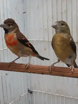 Red siskin Klasik lagi mutasi Sepasang usia 3bln