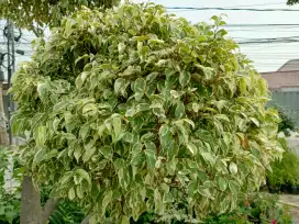 Bonsai beringin putih (bayar ditempat)