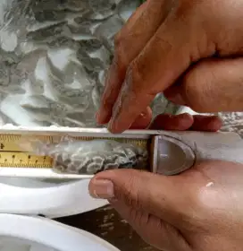 Bibit kerapu hybrid/kerapu cantang