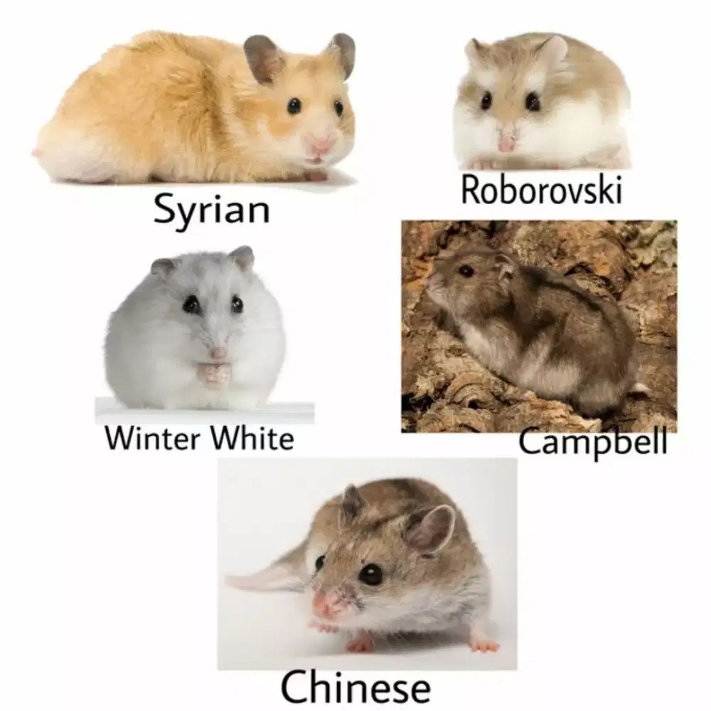 Free ongkir hamster peliharaan