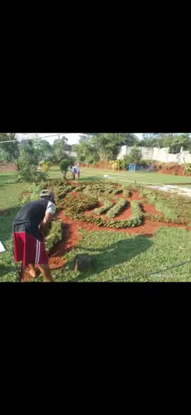 Jual rumput gajah mini hijau ready stock
