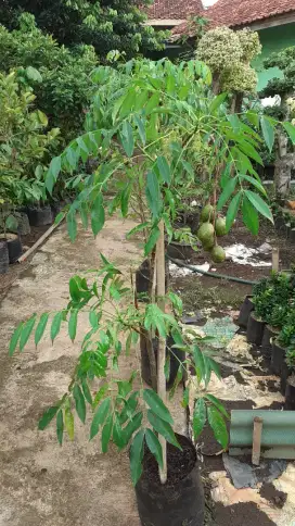 Pohon kedongdong berbuah