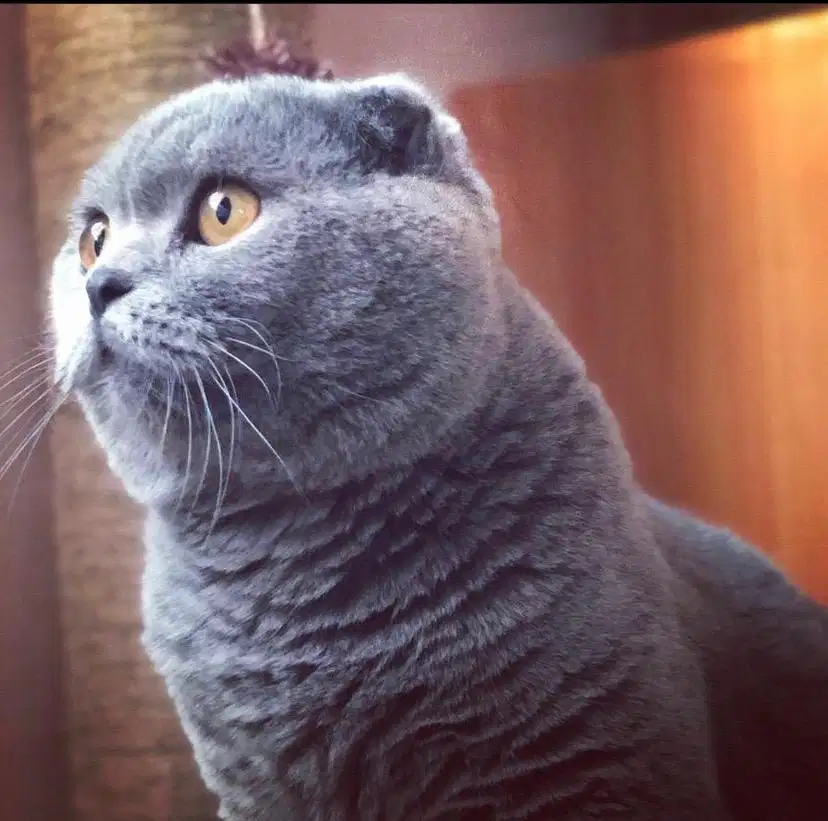 Jasa pacak kawin kucing scottish fold bisa untuk betina bsh peaknose