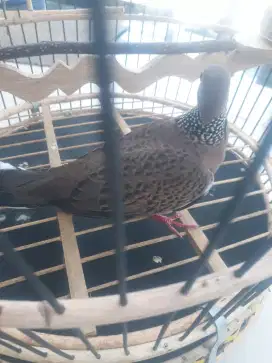 Burung tekukur kuk 3