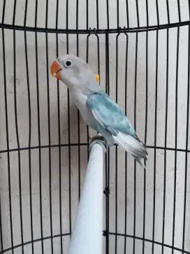 Jual BURJA Lovebird Muda BS (Blue Seris)