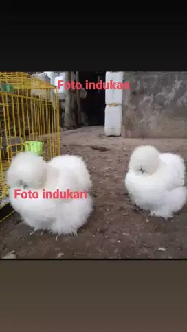 Ayam american silkie usia 1 bulan,