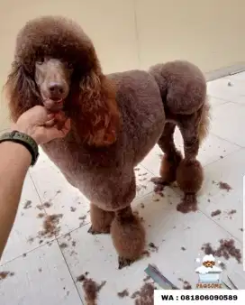 Termurah jasa grooming anjing kucing panggilan cukur bulu mandi rumah