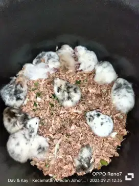 Hamster fujiyama anakan