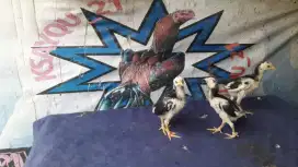 JAWARA Aduan PUKUL BRUTAL KO Brakot Import Anak Pakoy Bangkok F1 Ayam