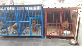 penitipan anjing dan kucing di Taman Gria