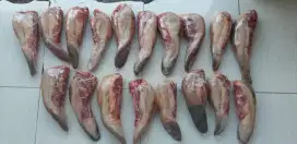 Lidah Sapi Lokal Indonesia