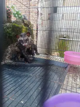 Musang pandan anak/baby