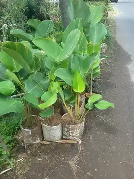 Grosir aneka bibit calathea pisang-pisangan untuk tanaman hias