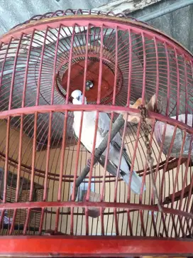 Burung Pelung Abu-Abu