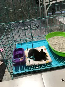 Tempat Penitipan Khusus Kucing Harian mingguan bulanan