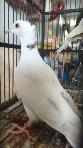 Puter ivory jambul (putih kalung hitam kucir)