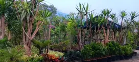 Jual Tanaman Hias dan Harga  untuk proyek