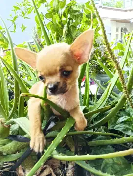 Anjing Chihuahua ori indukan ada chip/tato