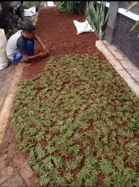 Rumput gajah mini hijau